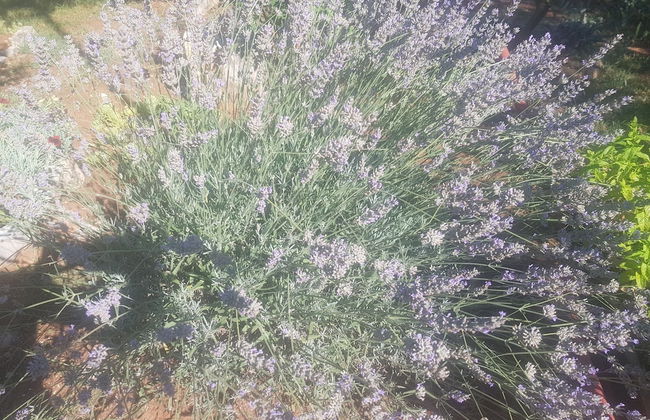 Lovely 2-bed House in Klarici Close to Pula - Foto 22