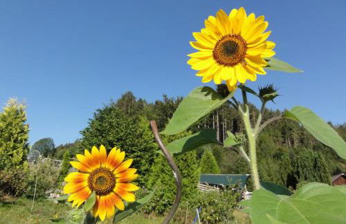 ruhiges Wohnen am Lama und Maine Coon Hof in Alleinlage in Biederbach 3 Zimmer mit Kochgelegenheit Bad - Foto 57