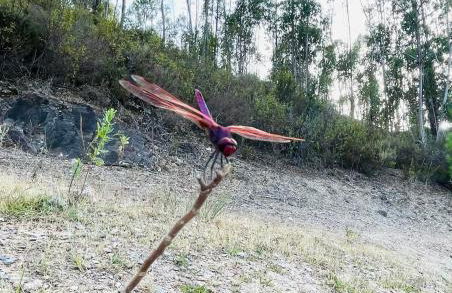 Casa Grande Abrunheiro Grande - Foto 47