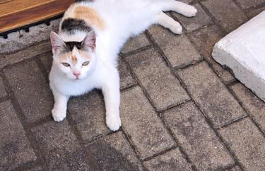 Fewo Gerti - Foto 25