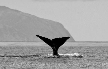 Casa do Cachucho - Foto 23