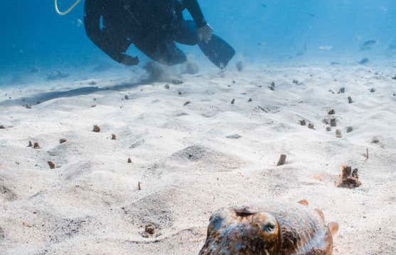 Immersione per principianti a Costa Teguise - Foto 10