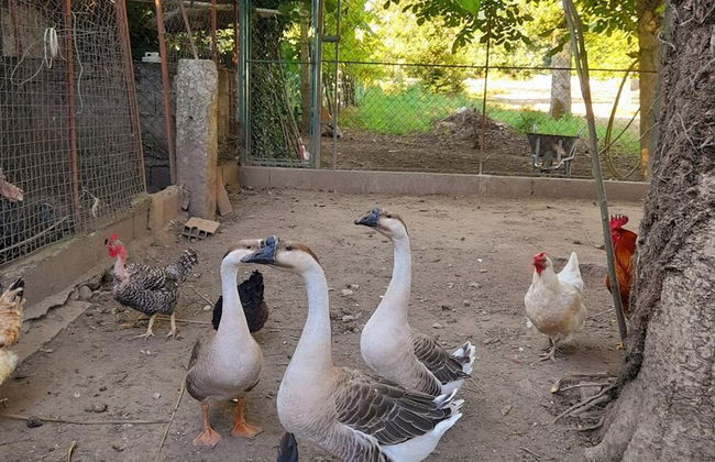 Lovely 6-bed Cottage in Braga Enjoy and Relax - Foto 34