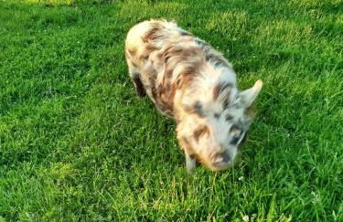 La Ferme d' Emerentine - Foto 62