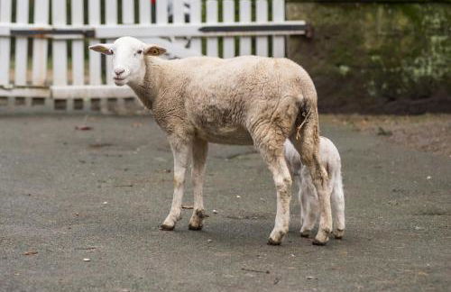Altes Forstamt im Teutoburger Wald-Fewo Hofgarten - Foto 54