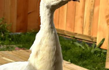 Le Nid douillet proche de la mer. La clef des paons - Photo 22