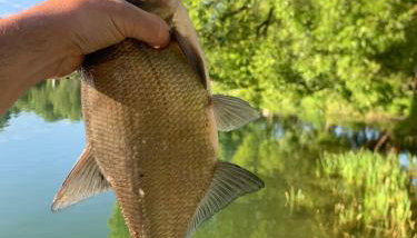 DOMKI APARTAMENTOWE CHMIELÓWKA - Foto 2