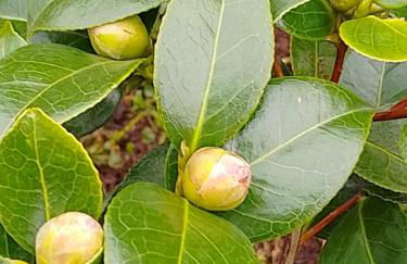 Das kleine Lavendelhaus - Foto 36