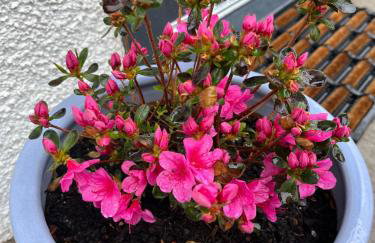 View of the Mountain - Foto 37