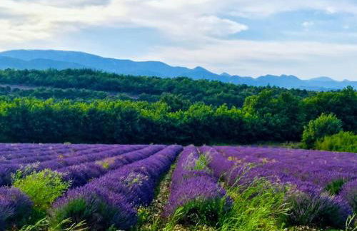 L’Olivier - Foto 28