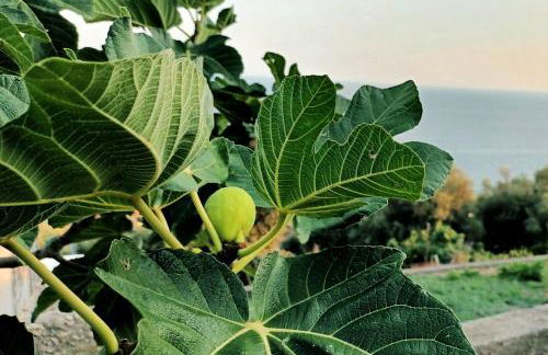 La Sciuscella - Photo 47