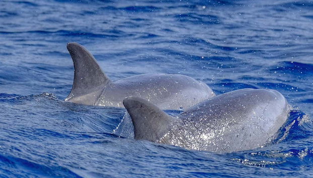 Delfines en las costas de Fuerteventura