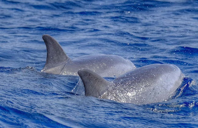 Fuerteventura Dolphin & Whale Watching by Speedboat + Snorkel - Foto 2