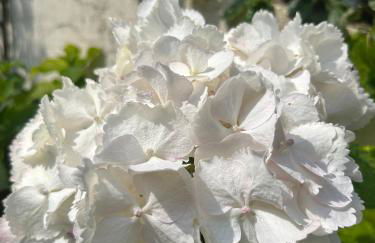 Residenza Ambrogi - Foto 35