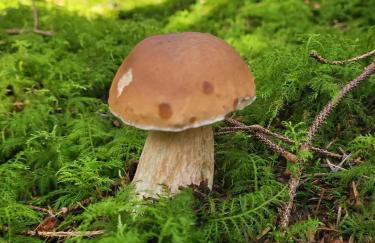 Apartamenty Chojno-Młyn 46 - Foto 27