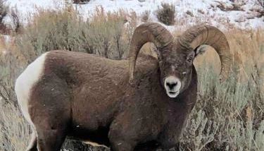 Wapiti Valley Magic, East Yellowstone - Foto 2