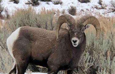 Wapiti Valley Magic, East Yellowstone - Foto 2