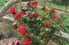 Apartmani i studio Big Hill - Foto 11