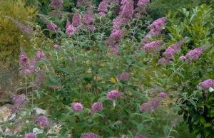 Ellis Garden - Foto 9