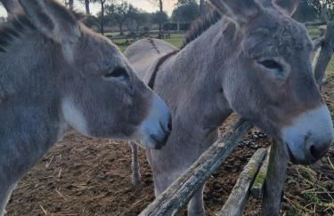Agriturismo Casale San Benedetto - Foto 76