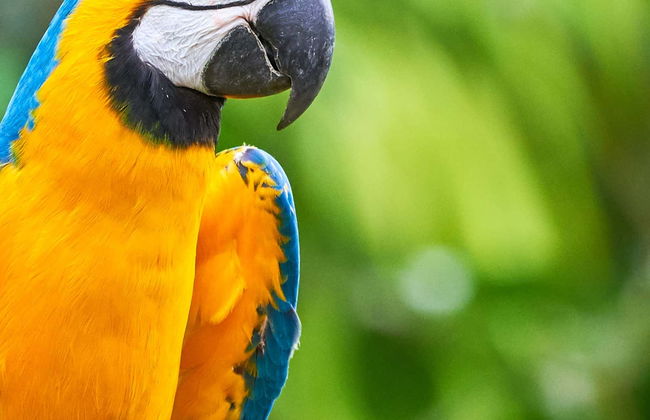 Biglietti per Parrot World - Foto 1
