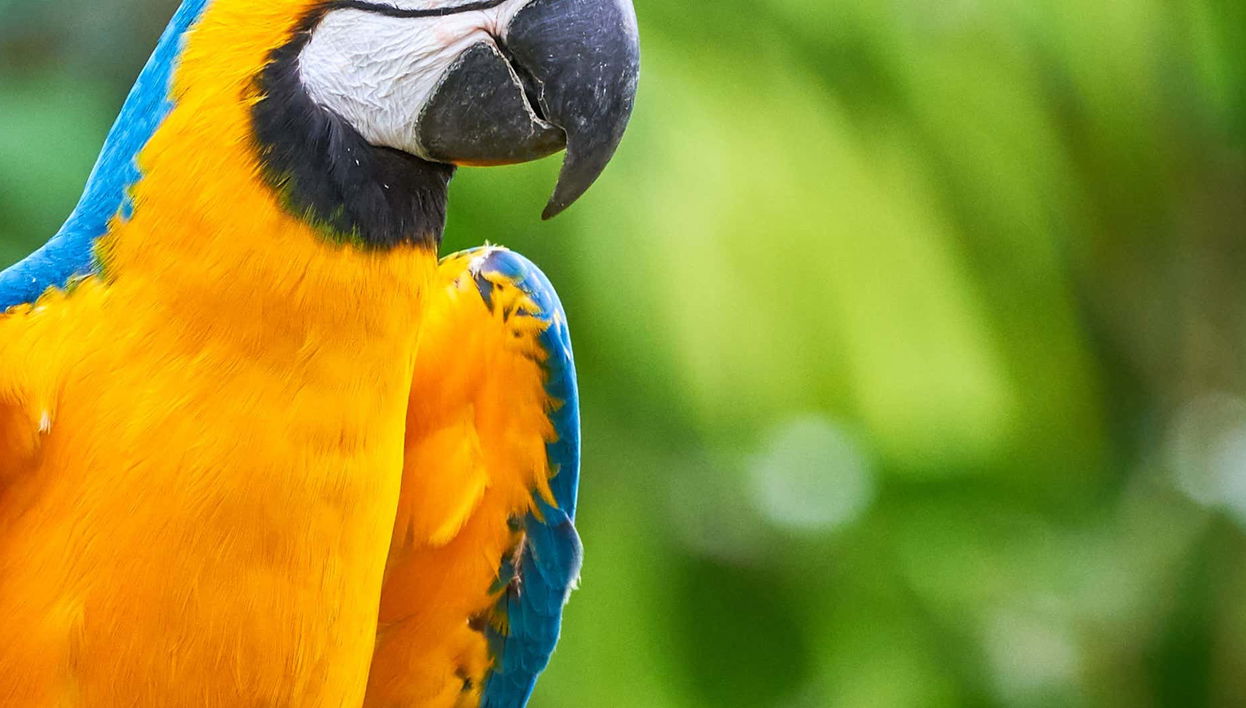 Parrot World Ticket - Foto 1