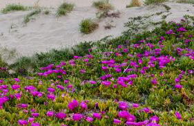 El Bikini Cullera - Junto a la playa - Right on the beach - Photo 34