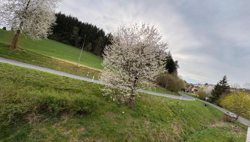 Pine Retreat - near Rußweiher - Foto 5