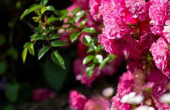 Charlestown cottage, Woodburner, Gardens & Parking - Foto 28