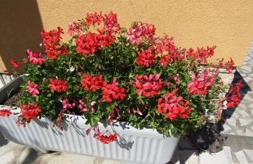 Apartment Pino - Foto 39