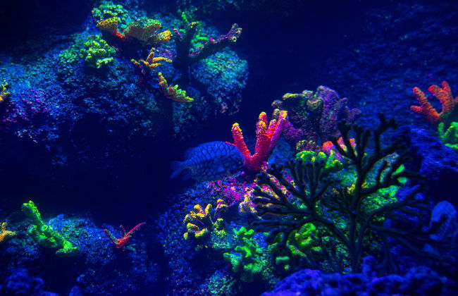 Sea Life Benalmádena - Ticket - Foto 7