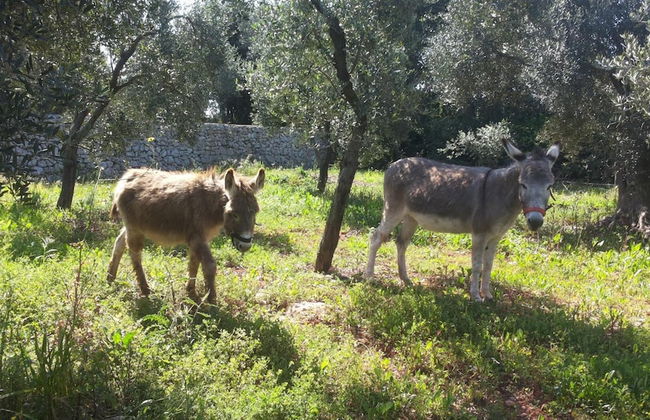 Agriturismo Specchiarussa - Foto 38