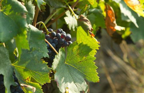 Podere San Lorenzo - Photo 61