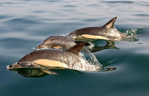 Villas Mare Residence - Foto 42