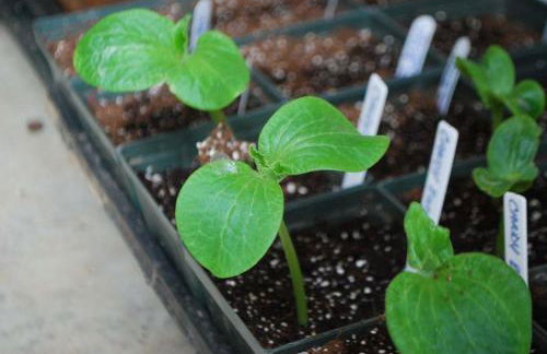 DO NOT Book property sold requested removal multiple times without luck Shenandoah NP Old Rag and White Oak Canyon - Foto 27