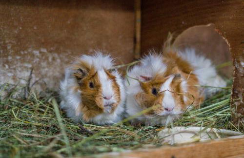 Unterreinischhof - Foto 41