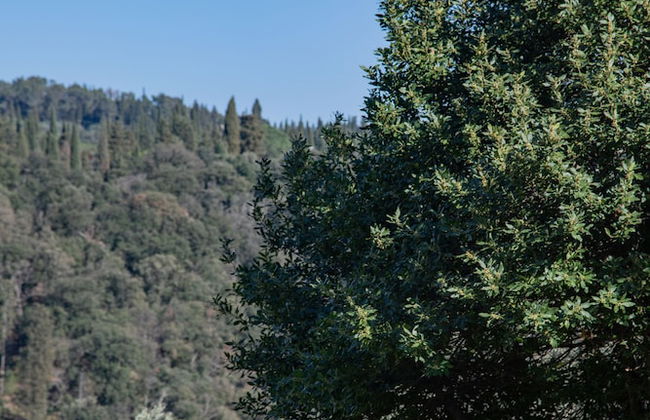 Fattoria di Maiano - Foto 57