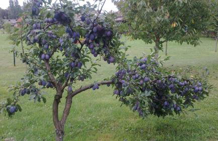 Seoski Turiziam Larva - Photo 7