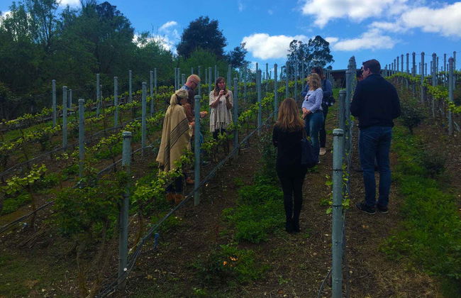 Isla de Maipo Wine Tour - Photo 7