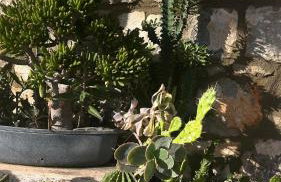 Το Σπίτι της Ελιάς - Foto 45