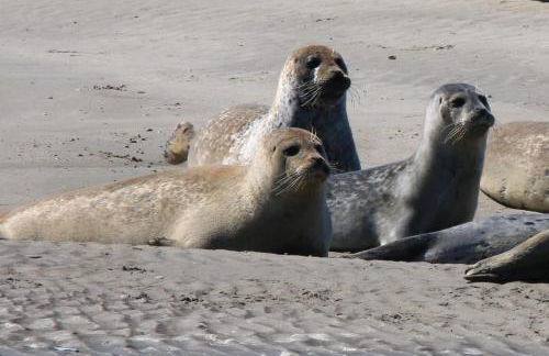 Maison Belle Dune L'Île aux Oiseaux 34 - Foto 15