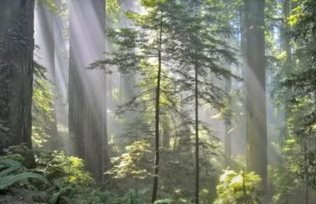 Surfside Beach House near Ancient Redwoods - Foto 16