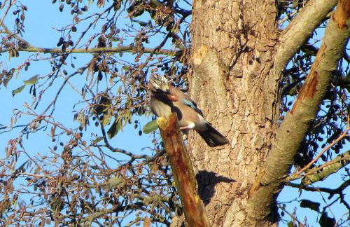 FeWo mit Balkon, Zimmermann - Foto 41