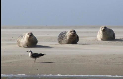 Gite Baie de Somme - Foto 10