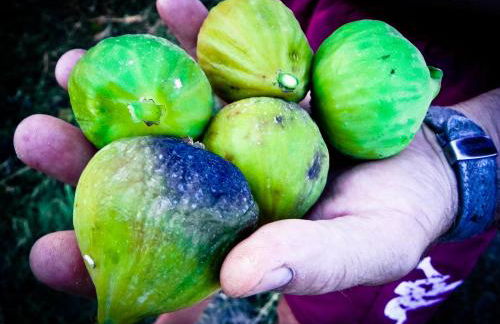 Agriturismo Il Cuscino Nel Pagliaio - Foto 30