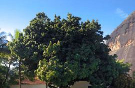 Hotel Fazenda Santa Helena - Photo 85