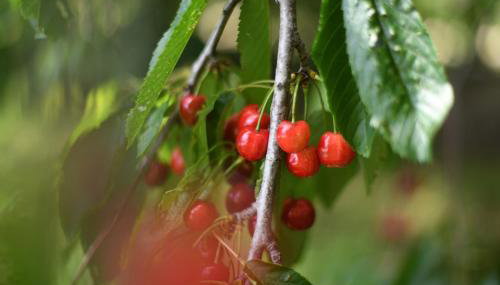 Vila Maslina - Foto 2