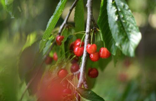 Vila Maslina - Foto 2