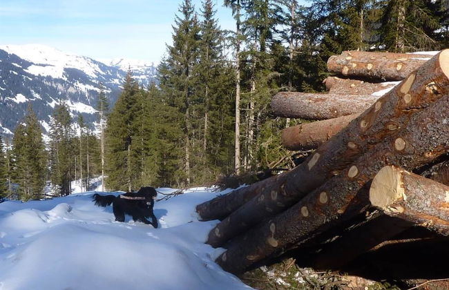 Sumpfbödeli - Foto 13