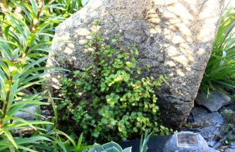 Casa dos Avós - Foto 51